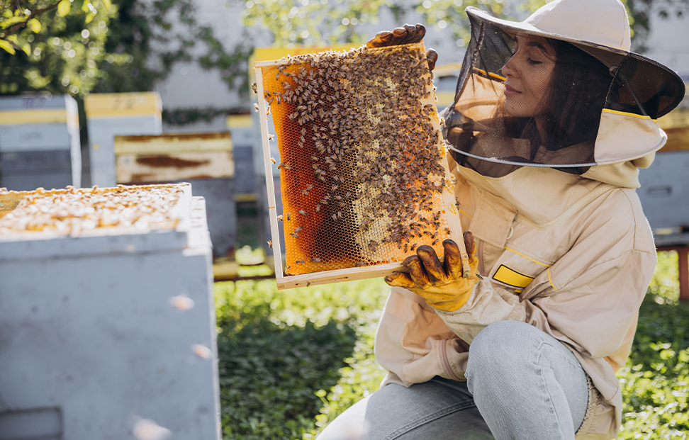 A woman collecting honey from a beehive.png