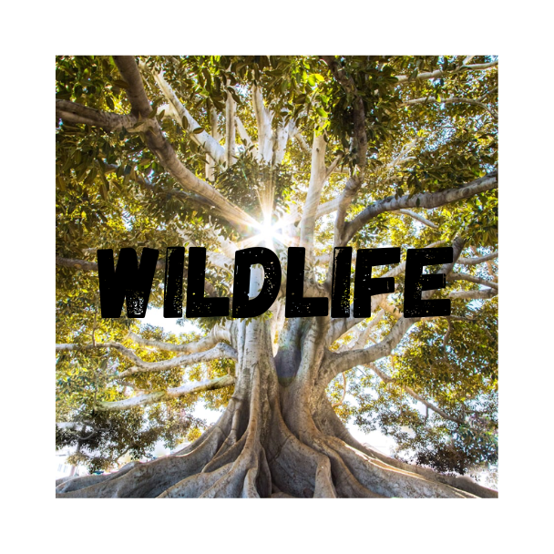 Top 10 Wildlife Books to Read 